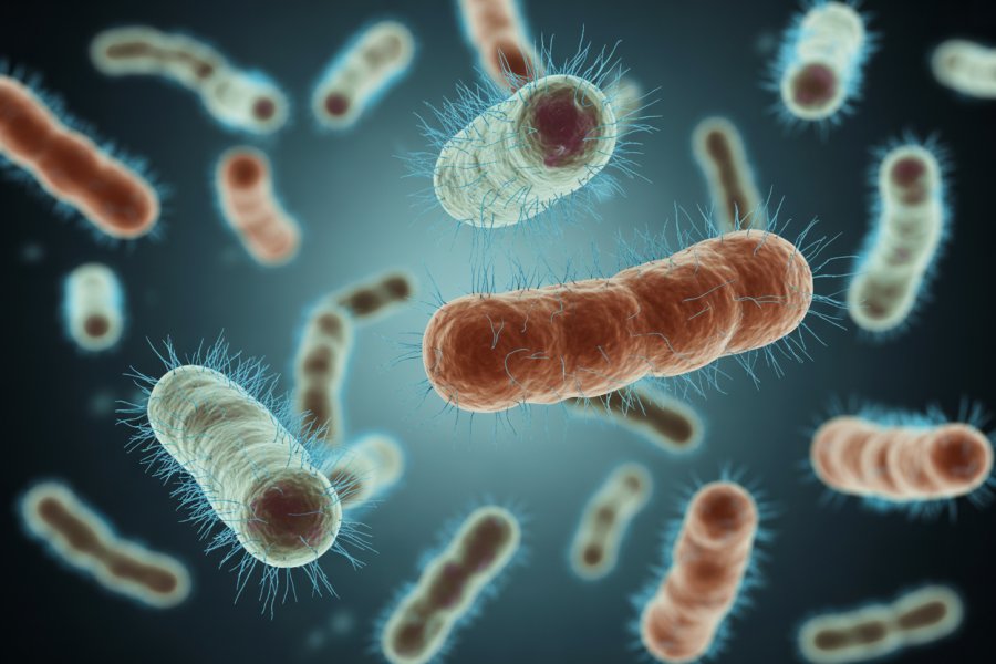 Unlock the Surprising Benefits of Probiotics for Your Gut and Immune Health